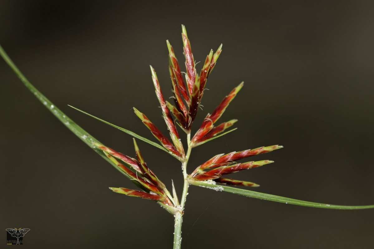 Cyperus bulbosus Vahl